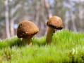 漫展cos王楚钦事件，当事人道歉与反思，漫展cos王楚钦事件，当事人道歉与反思